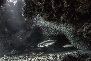 "Open Wide" 
Tarpon opening wide as he just finished a p... by Chase Darnell 